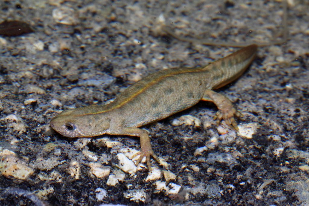 Un anno di laghetto (e, finalmente, vertebrati!)